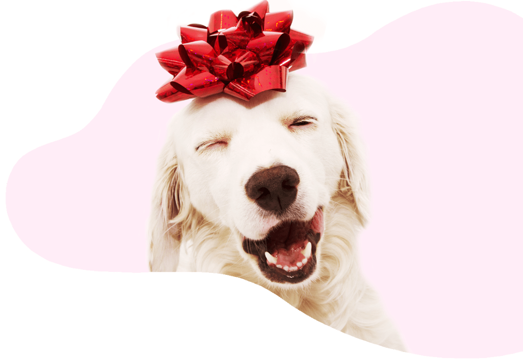 Event UC Barkley Pet Hotel & Grooming