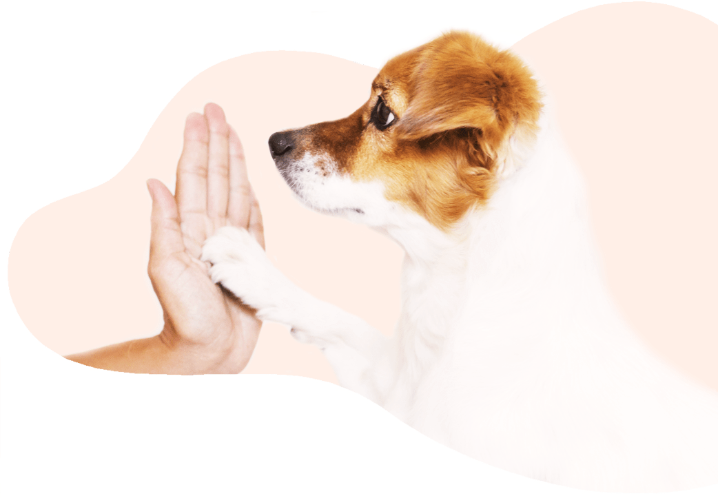 Training UC Barkley Pet Hotel & Grooming