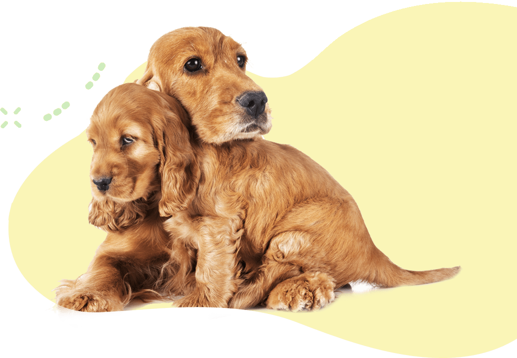 What to Bring UC Barkley Pet Hotel & Grooming