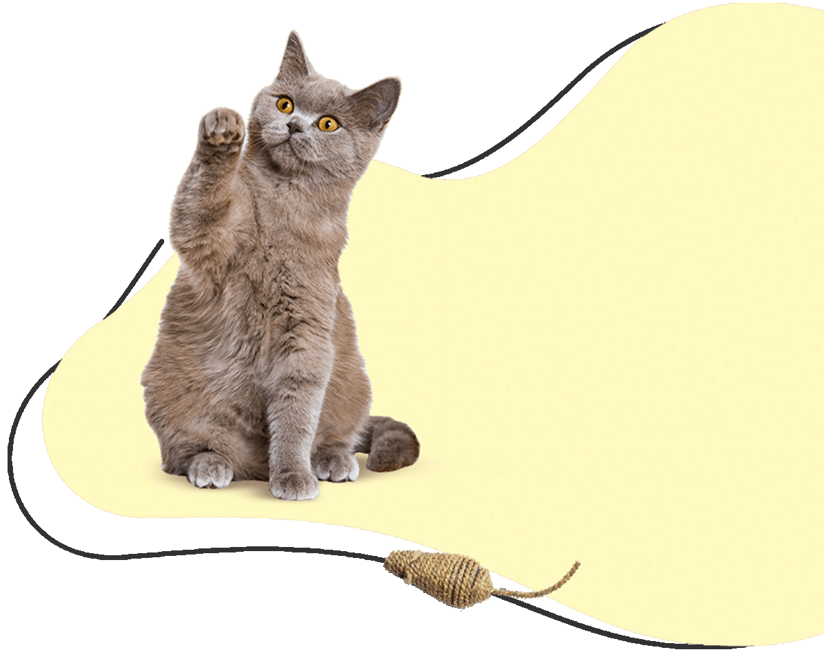 Dog boarding, Daycare and Grooming UC Barkley Pet Hotel