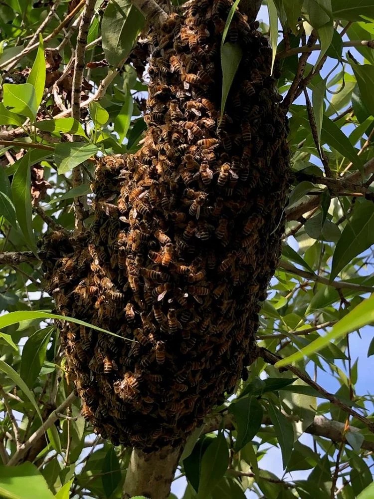 How to start beekeeping. Understanding bees, wasps UCHealth Today
