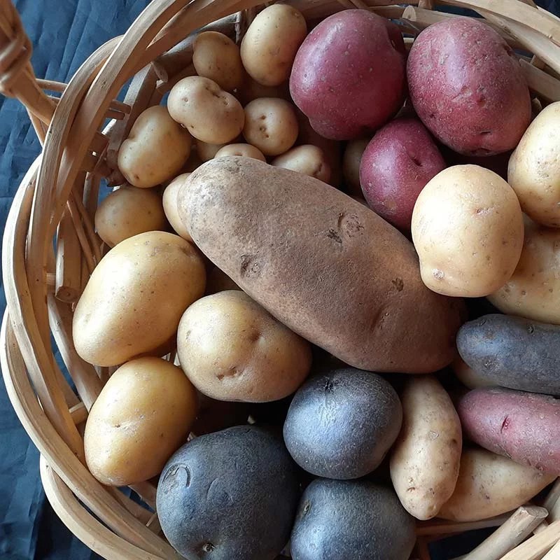 What to do with his nutritious marvel, the potato UCHealth Today