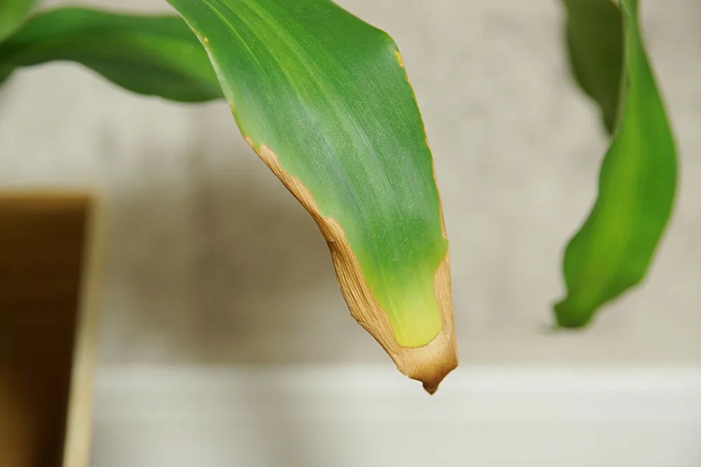 パキラの枯れた葉っぱは切るの？黄色くなった葉はどうする？ 葉の変色が気になるマッサンゲアナ | ウチデグリーン | Uchi De Green