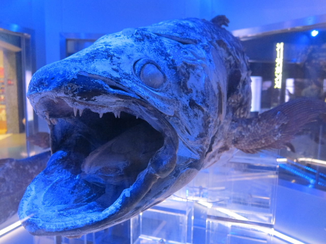 沼津港深海水族館の魅力をまとめてみました