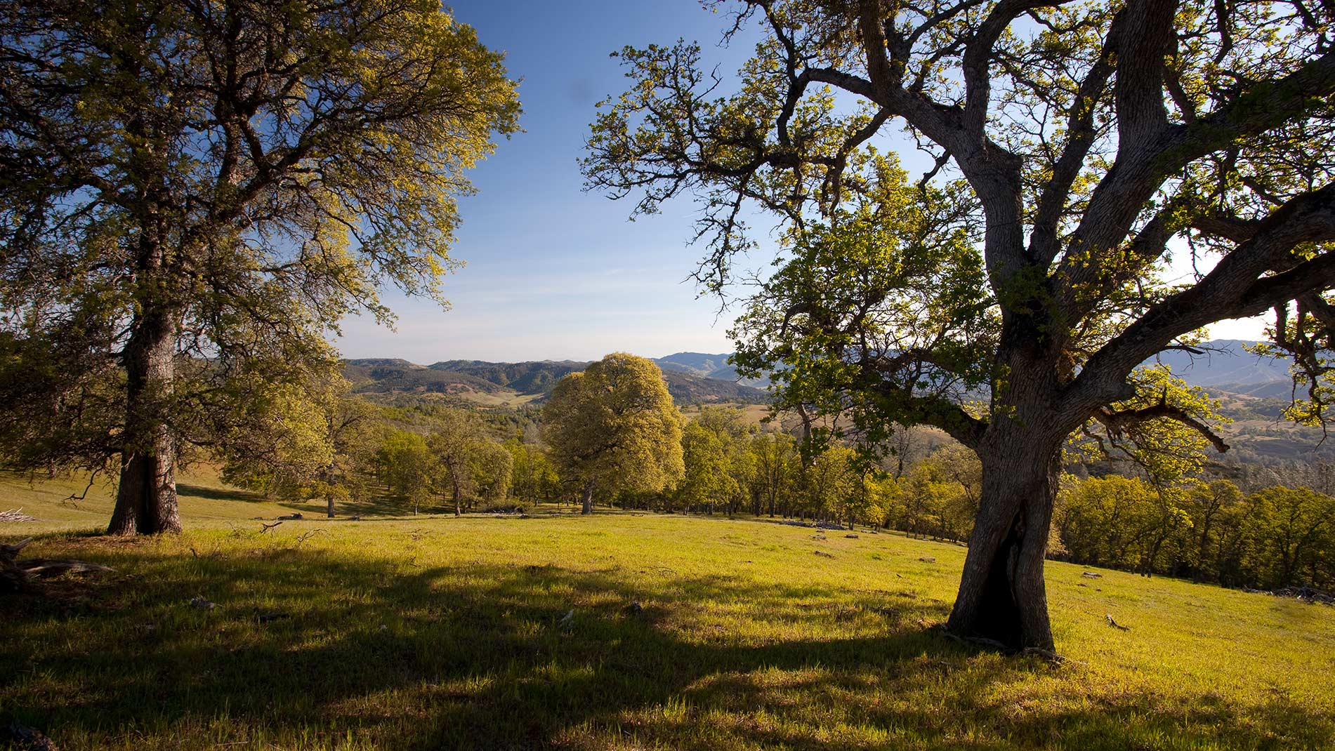 Restore/Restory A People’s History of the Cache Creek Nature Preserve