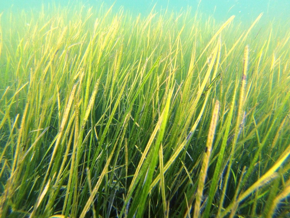 Seagrasses turn back the clock on ocean acidification UC Research and