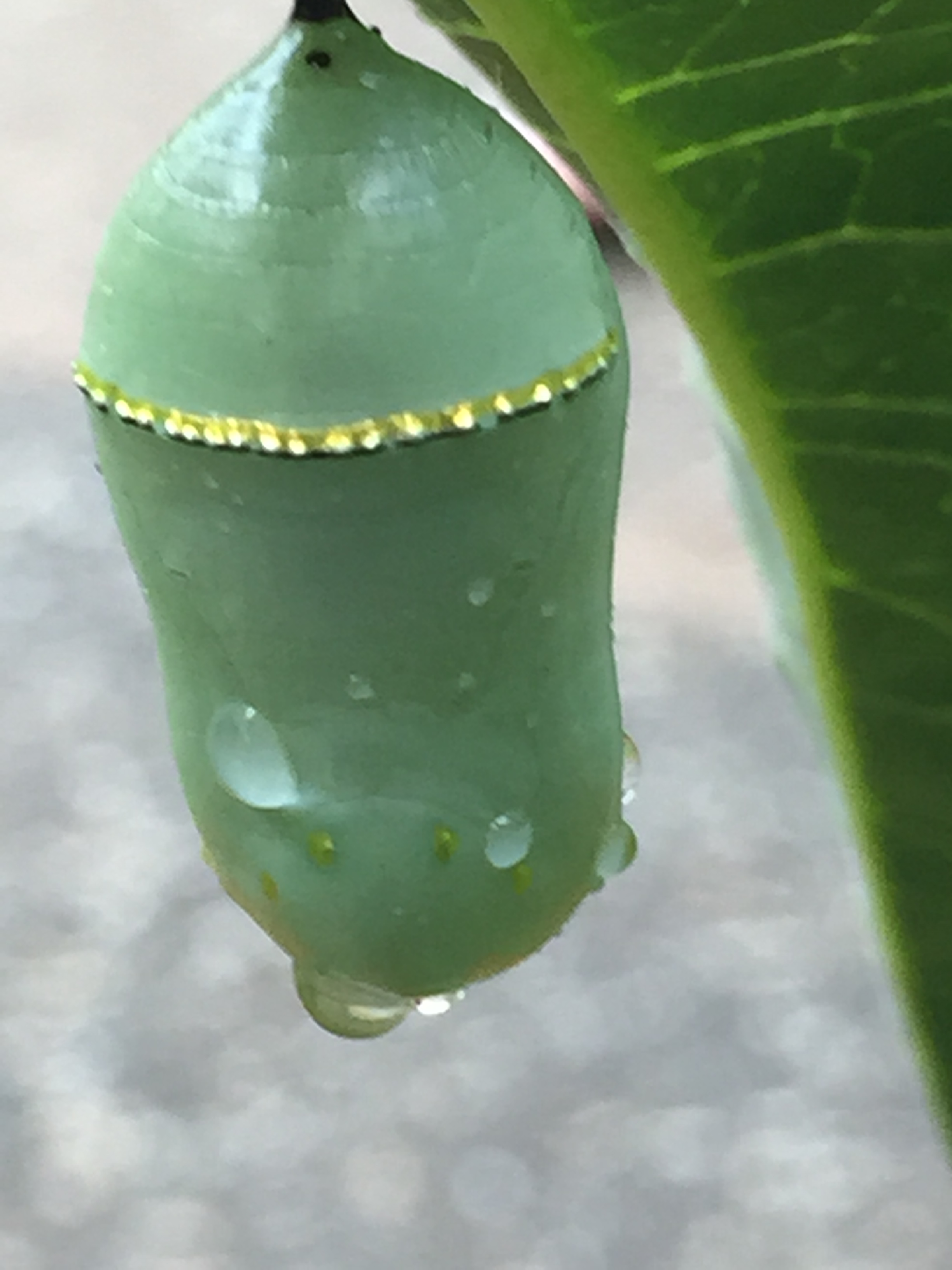 Butterfly Garden County of Union, New Jersey