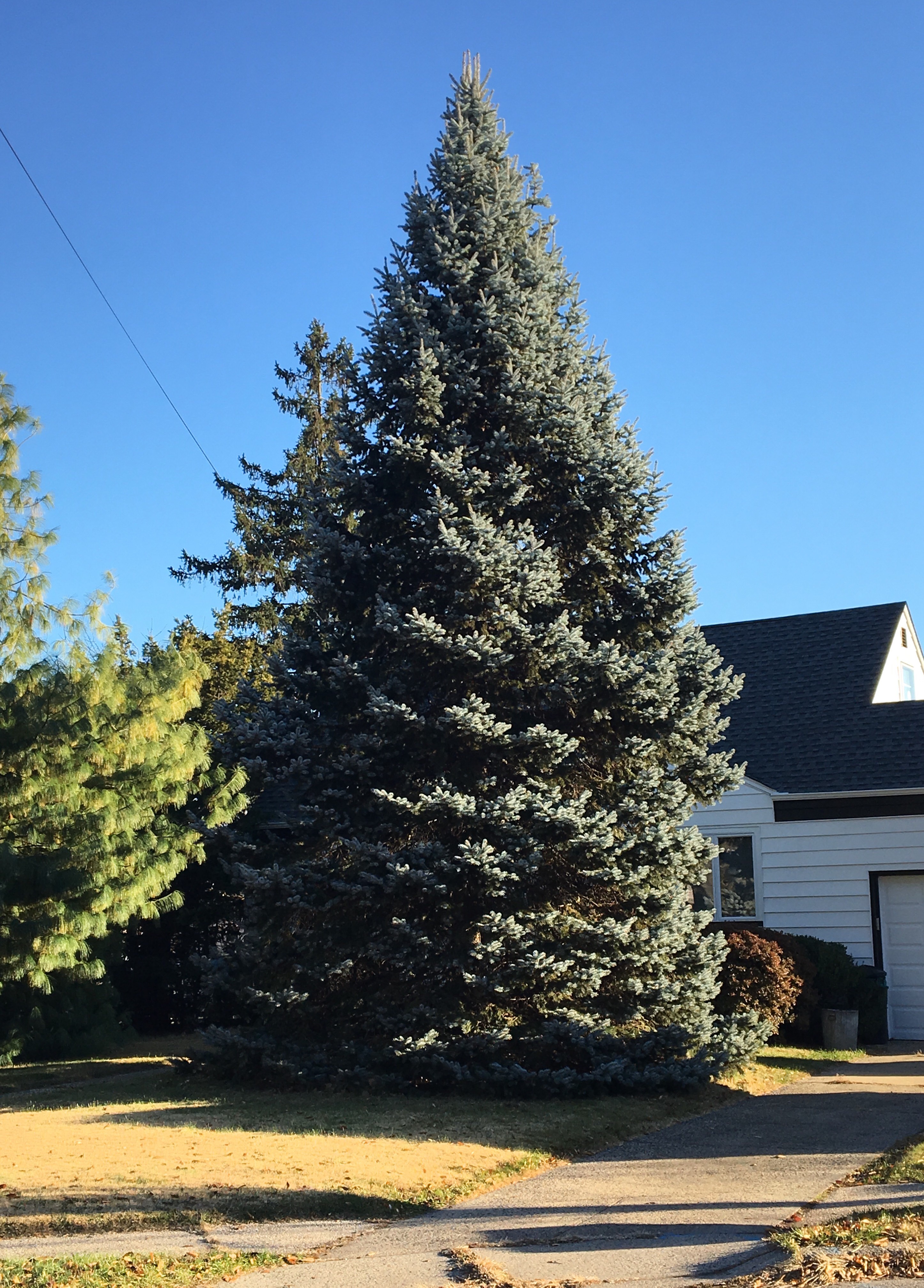 Linden Resident Donates Christmas Tree to Courthouse’s Holiday Display