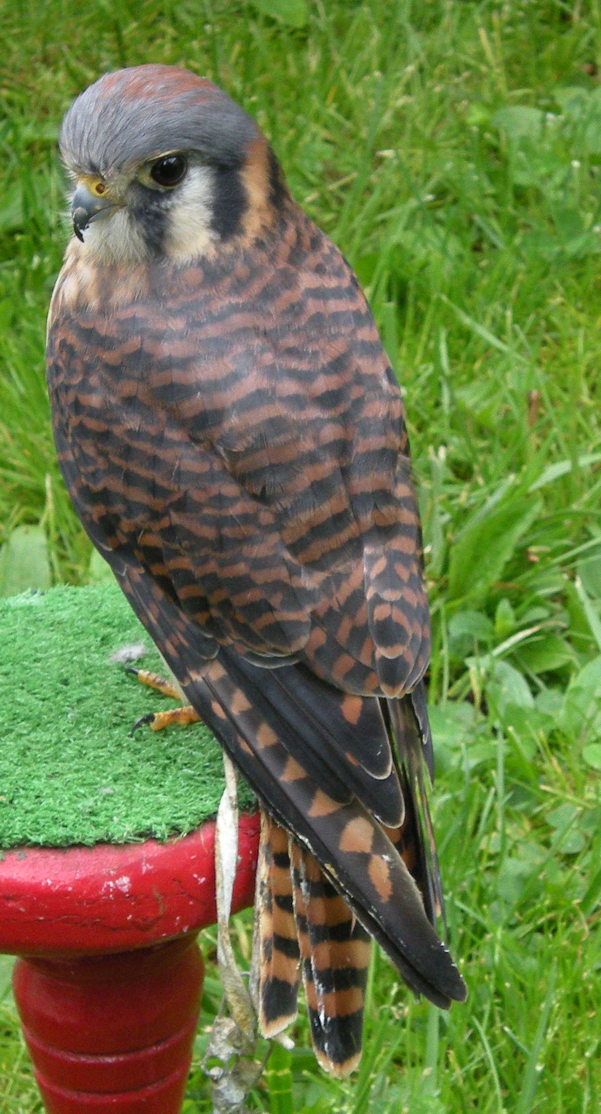 Live Birds of Prey at Trailside “New Jersey’s Magnificent Raptors