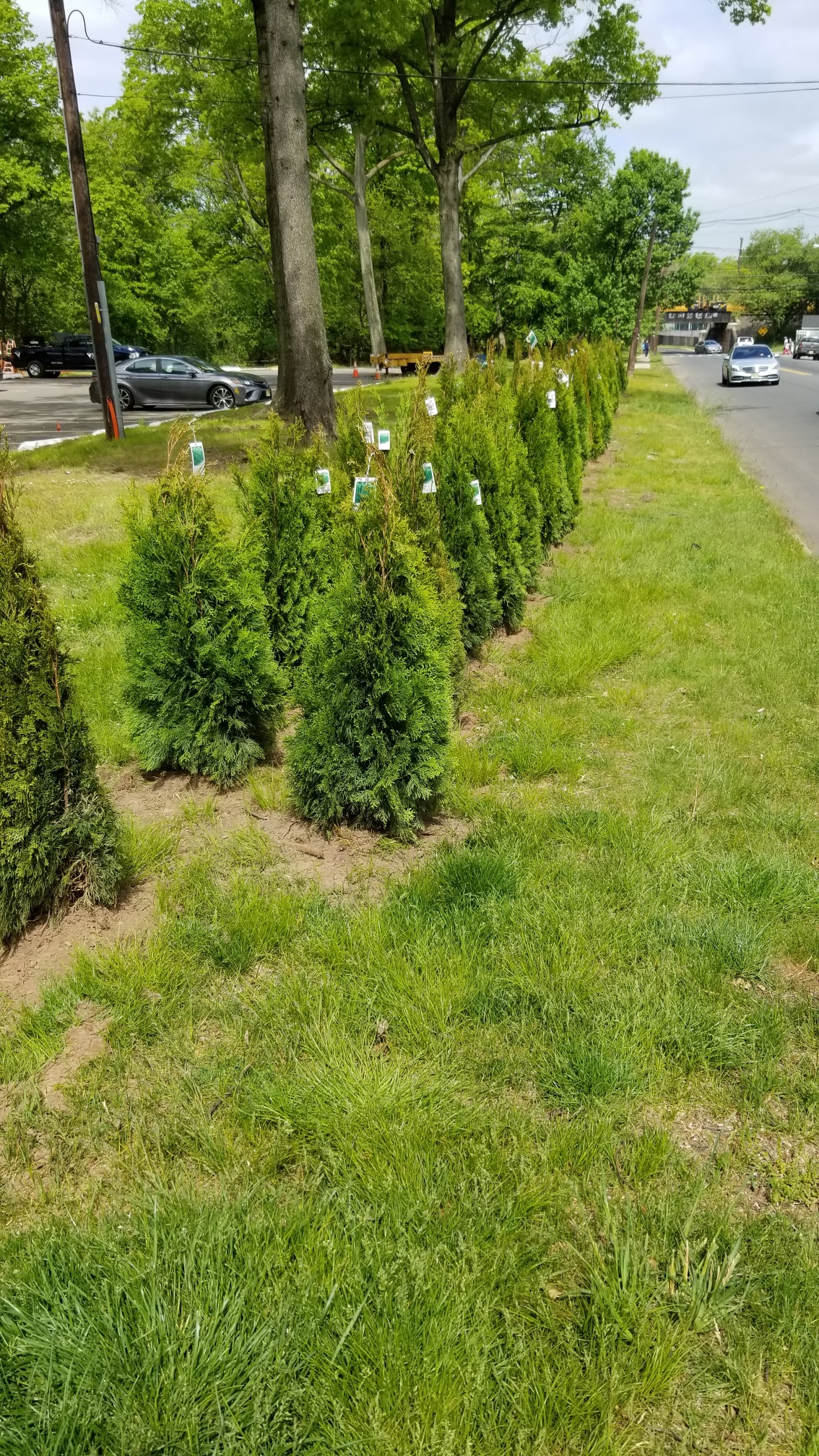 El Condado de Union Recibe 600 Arboles Donados de las Tiendas Christmas
