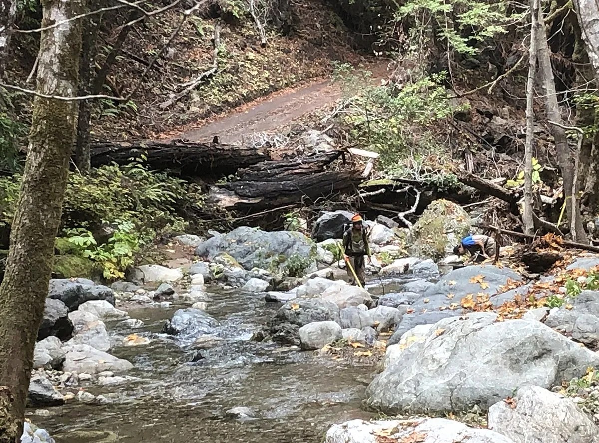 Wildfire Runoff May Impede Steelhead Sense Of Smell Natural Reserve