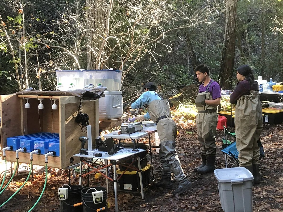 Wildfire Runoff May Impede Steelhead Sense Of Smell Natural Reserve
