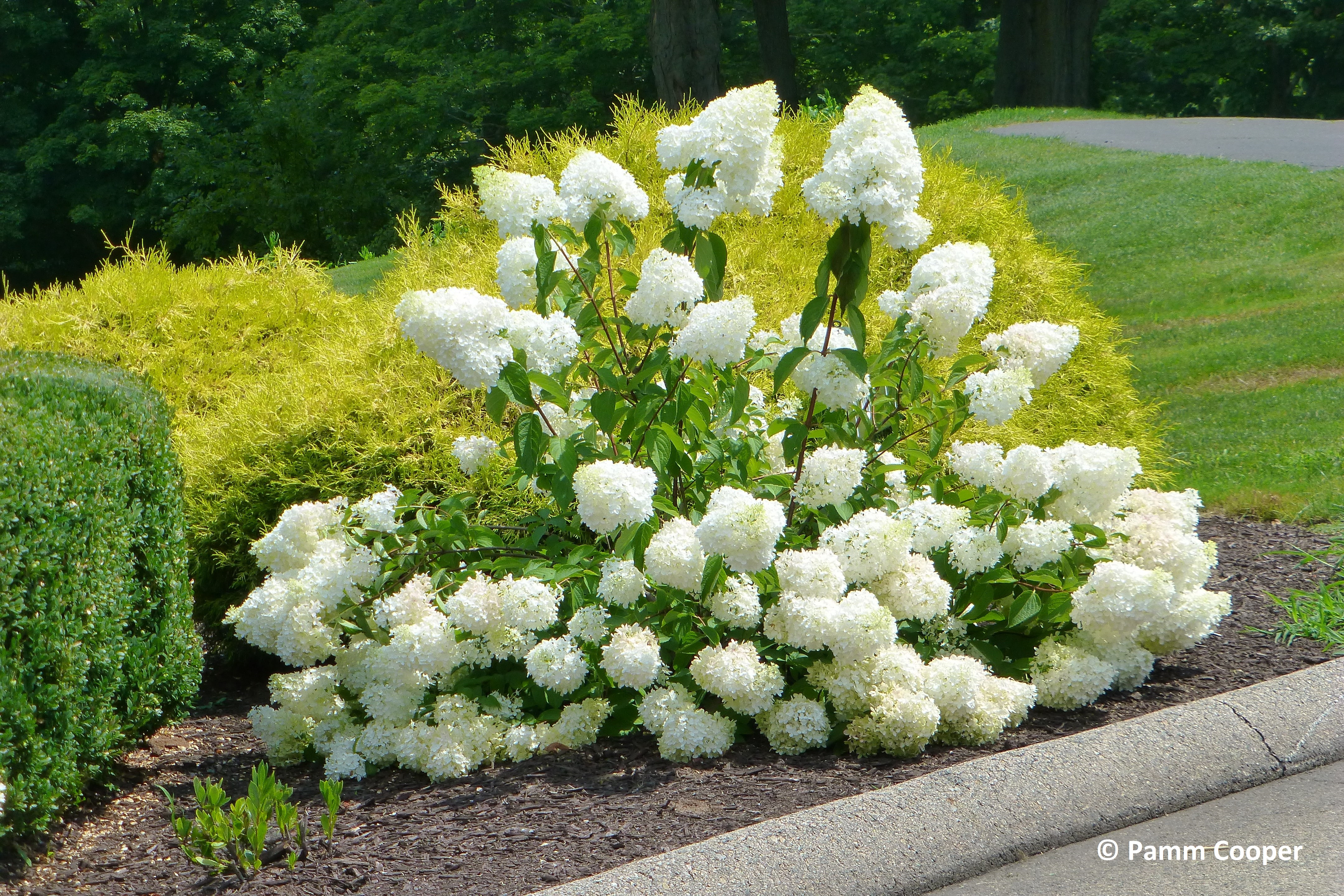 Hydrangea Uconnladybug S Blog