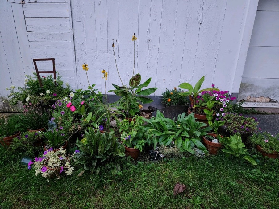 Bringing the Outdoors in for the Winter Uconnladybug's Blog