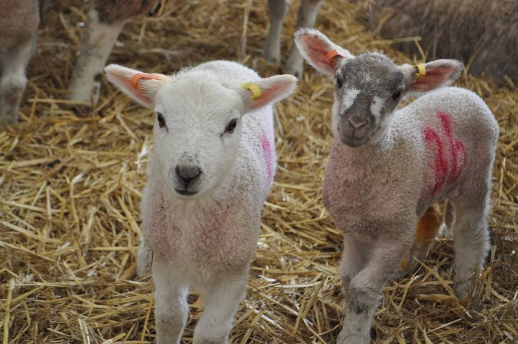 Foundation Degree in Sustainable Agriculture with Livestock Management