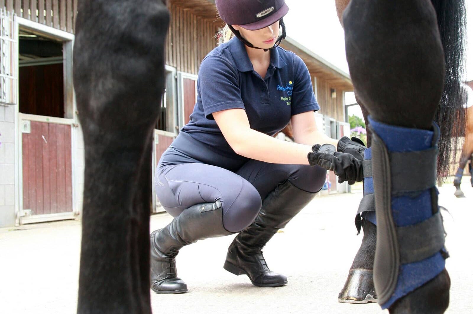 Foundation Degree in Equine Training and Rehabilitation University