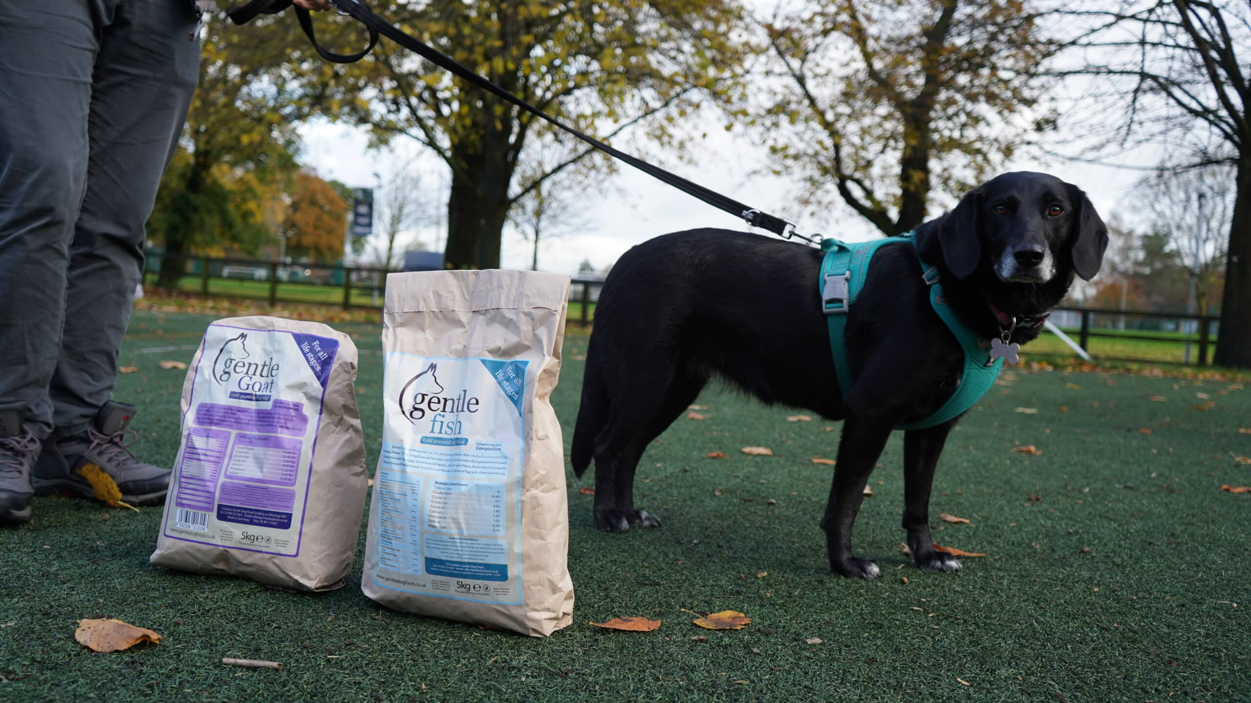 Dog food supplier ‘Gentle’ supports UCR canine undergraduates