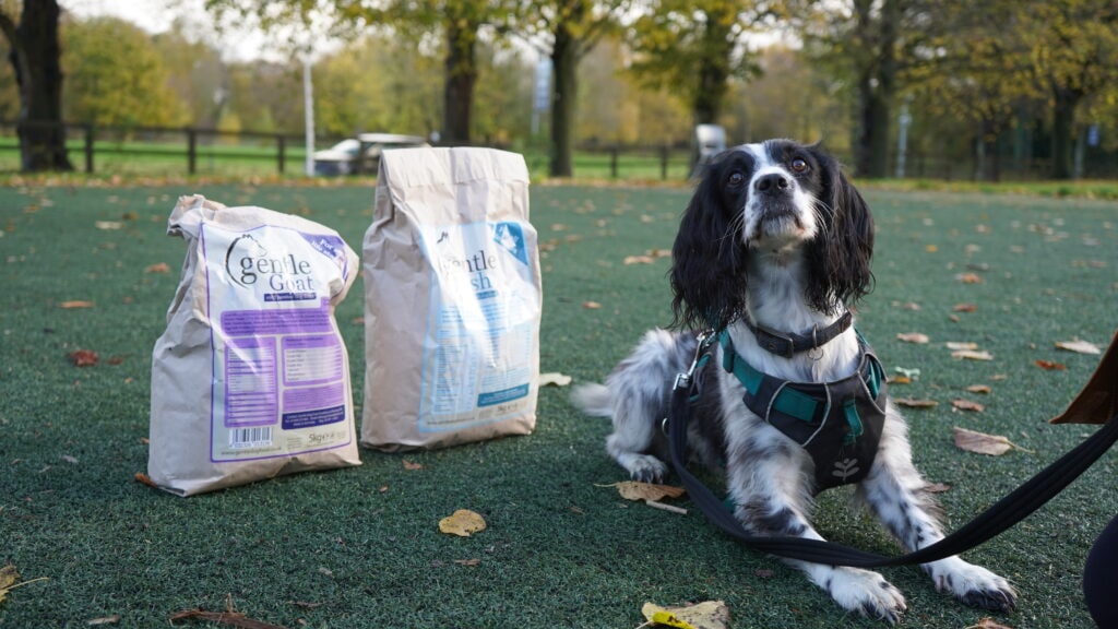Dog food supplier ‘Gentle’ supports UCR canine undergraduates