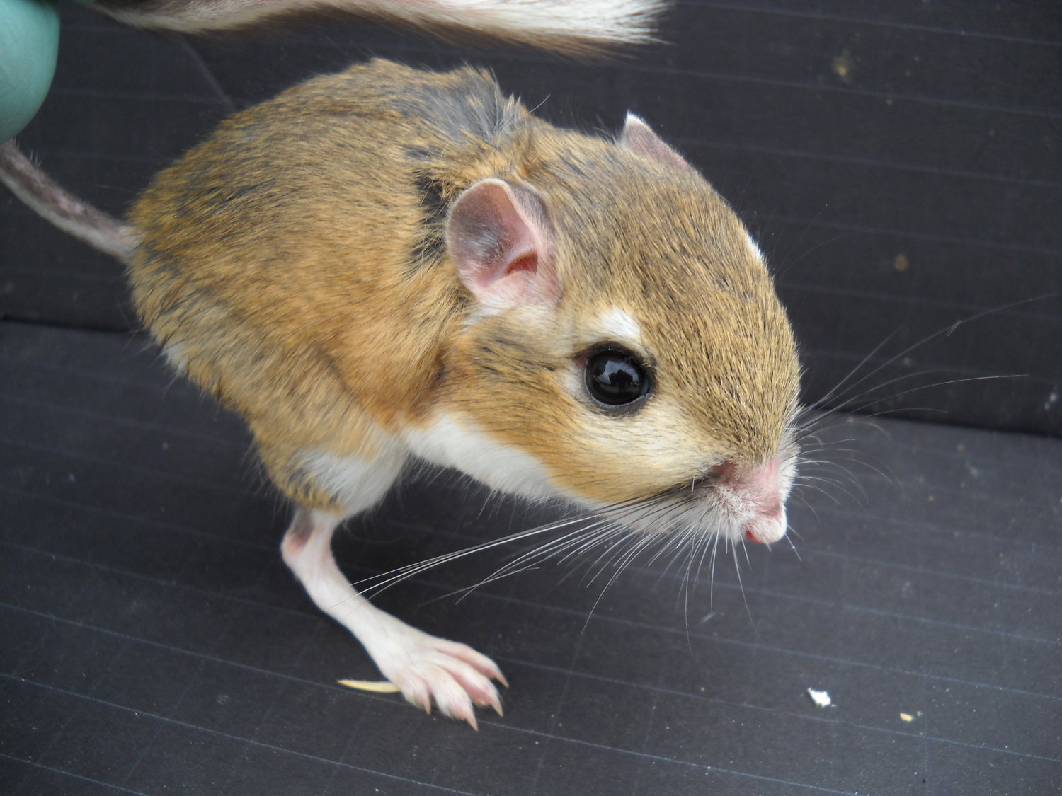Kangaroo Rat UCSC Science Notes
