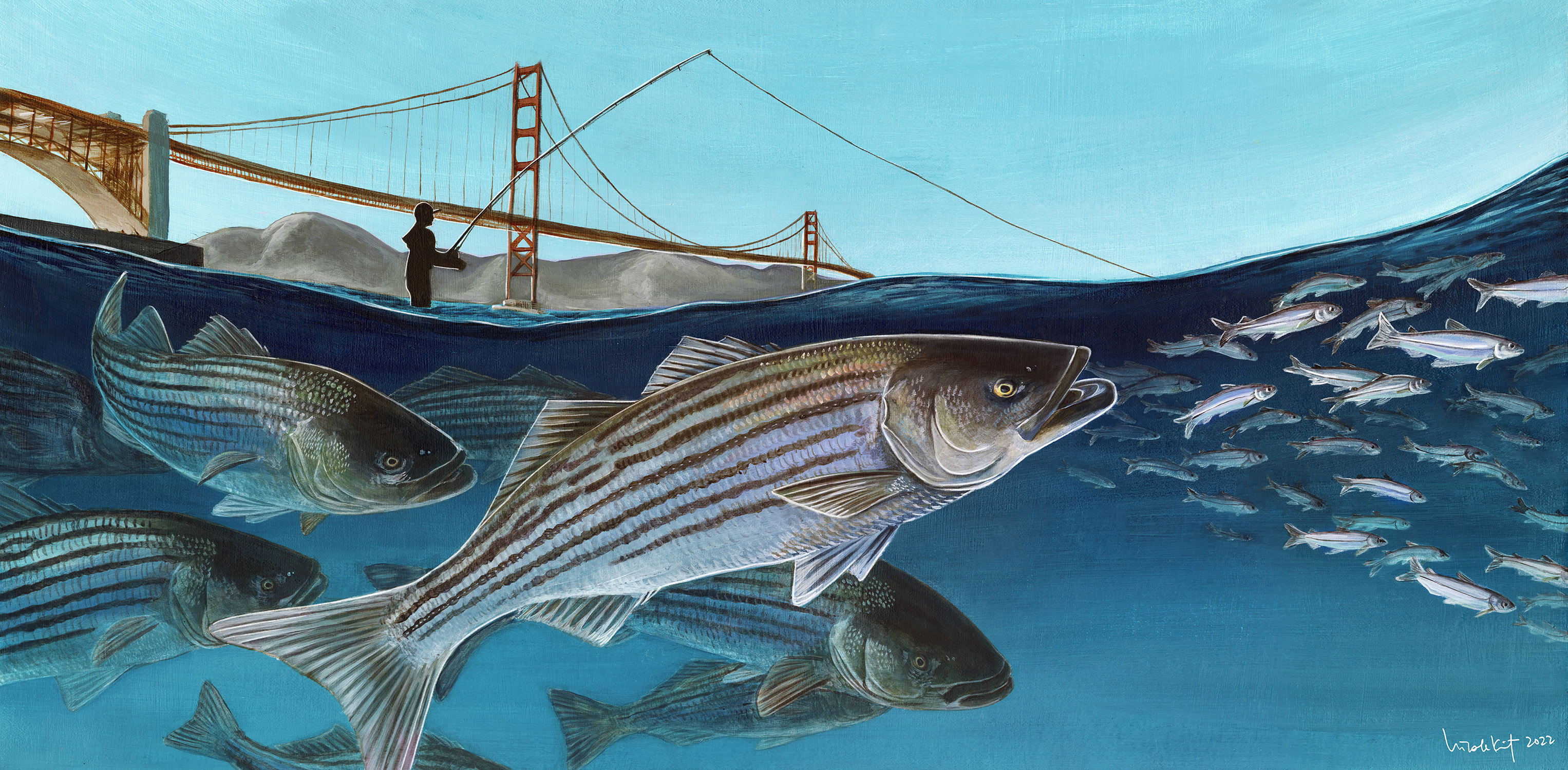 California runs hot and cold on striped bass UCSC Science Notes
