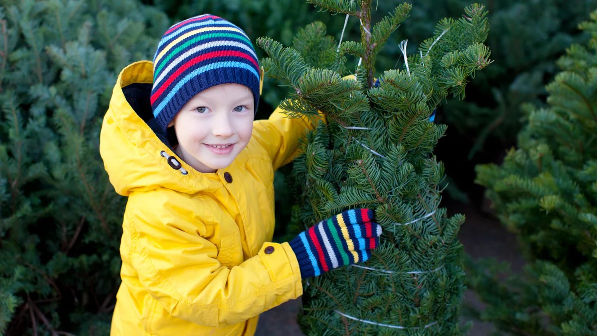 Tips for choosing a real Christmas tree UCSFresh