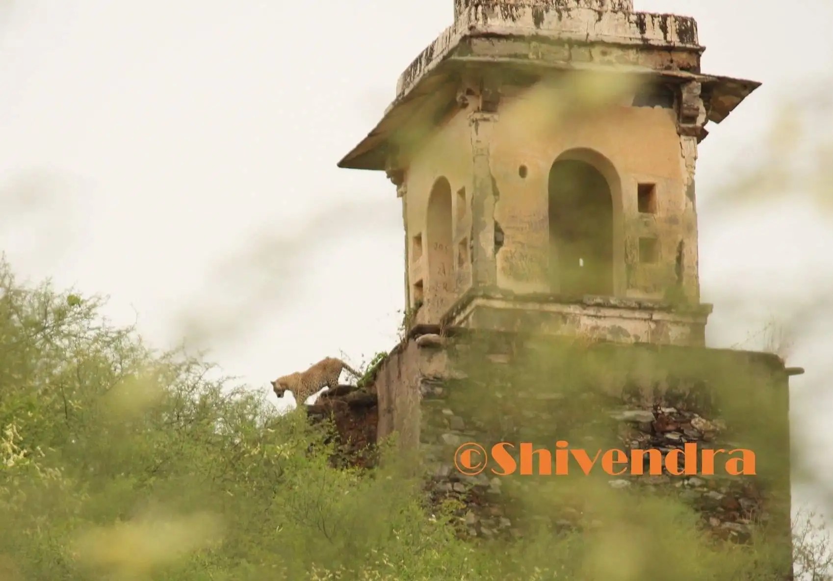 Panther sighted near residential area Bedla Audhi, Udaipur