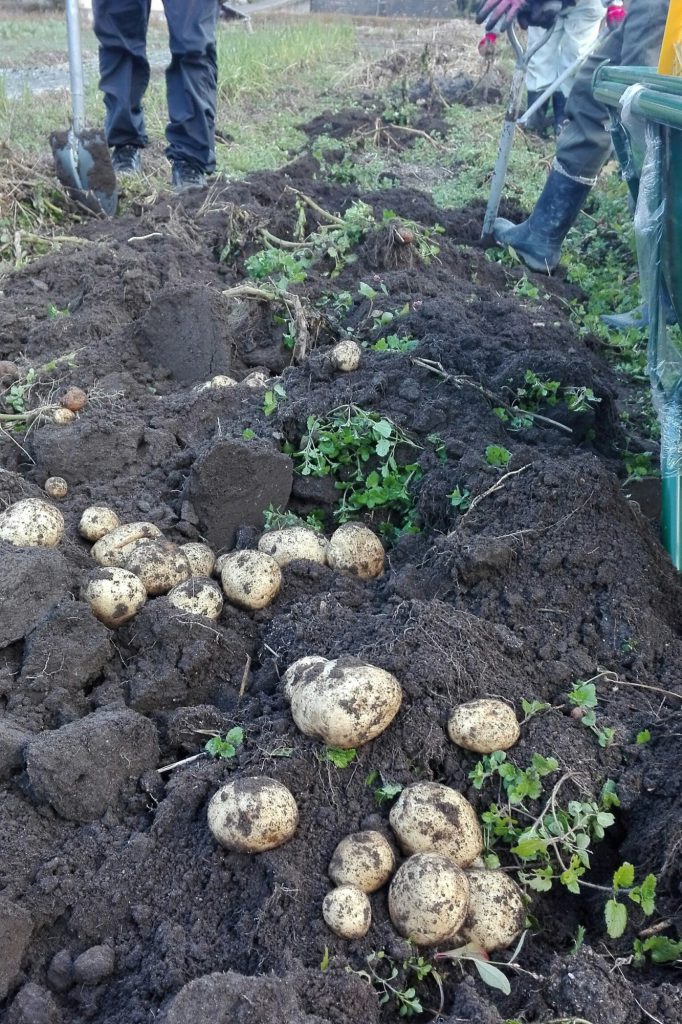 凍結対策の土寄せをした大根の収穫!! 宇陀ランチプロジェクト