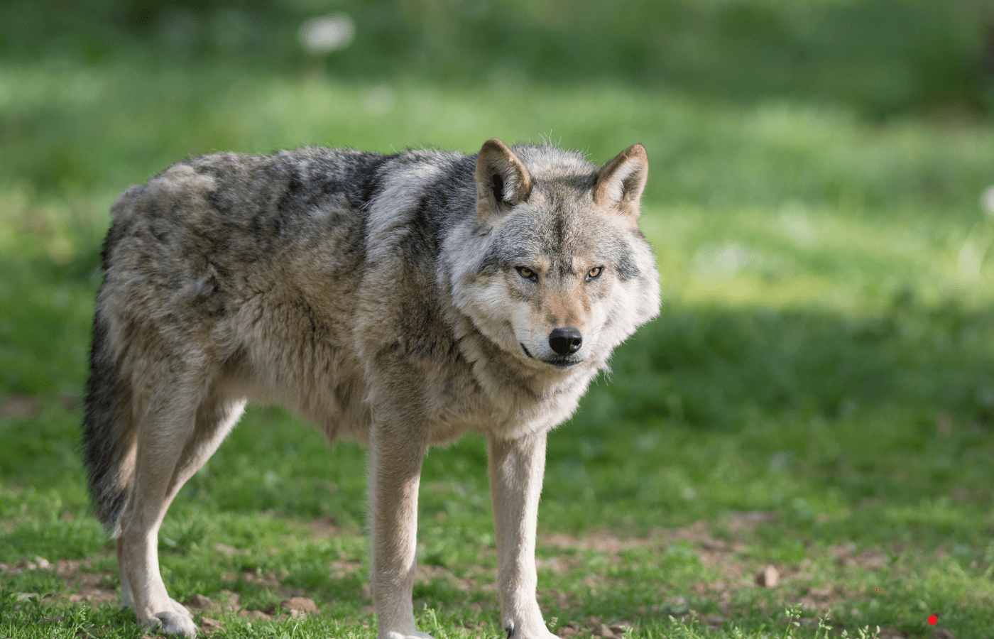 Loup et communes l’UDC active sur tous les fronts au Grand Conseil