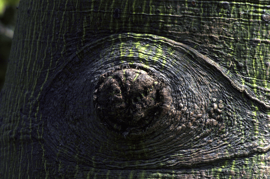 Eye of the Tree by Akram Varraich Uddari Art