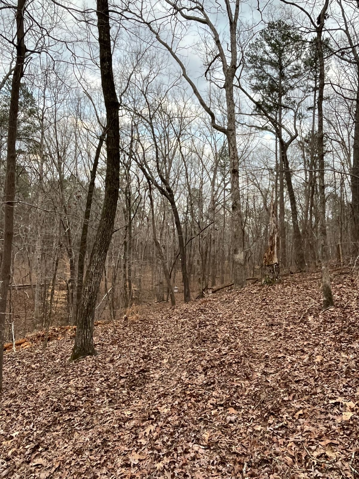 Big Hill Pond State Park Disc Golf Course Ramer, TN UDisc Disc Golf Course Directory