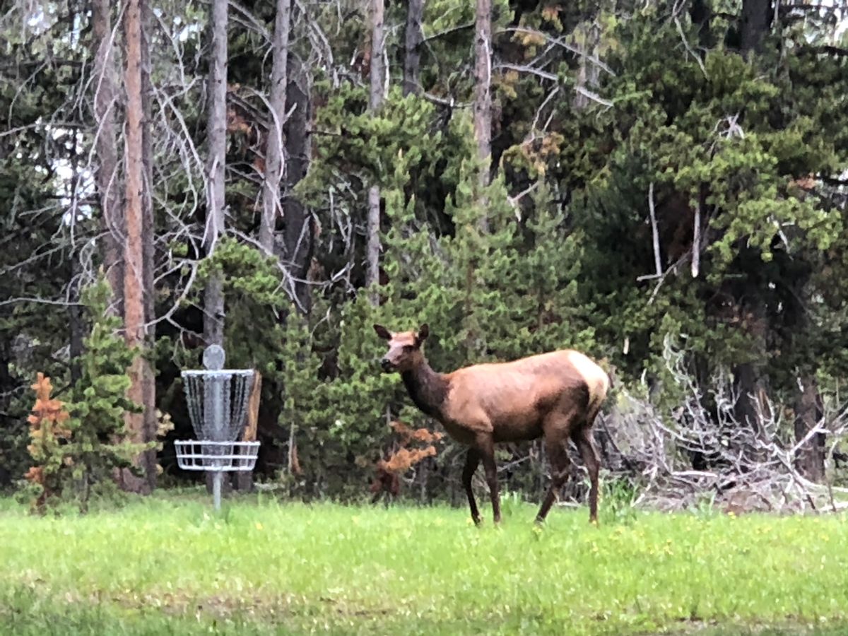 Anderson/ Yellowstone Lake DGC Lake, WY UDisc Disc Golf Course Directory