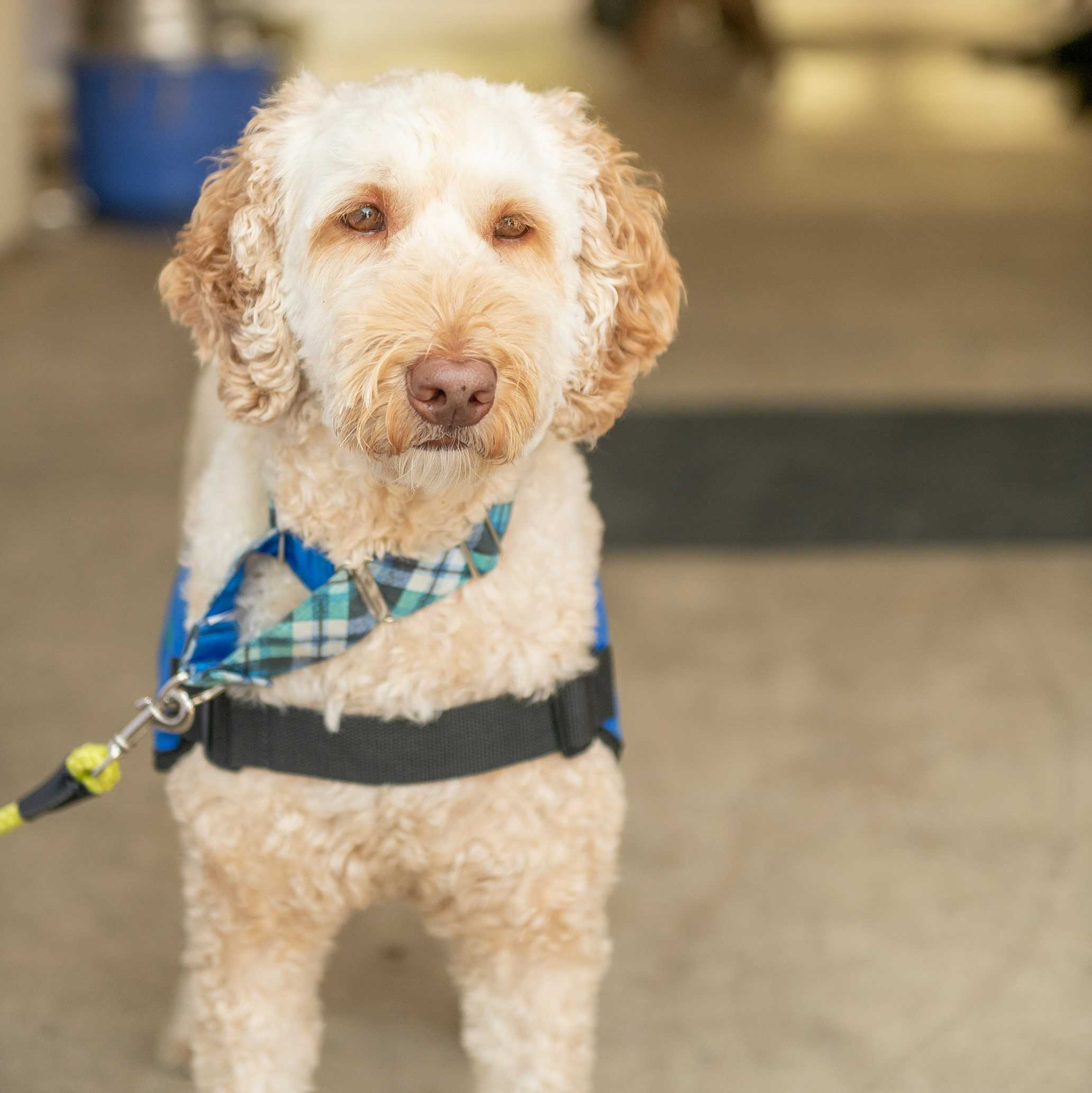 Therapy Dog Types Understanding the Difference UDS Foundation