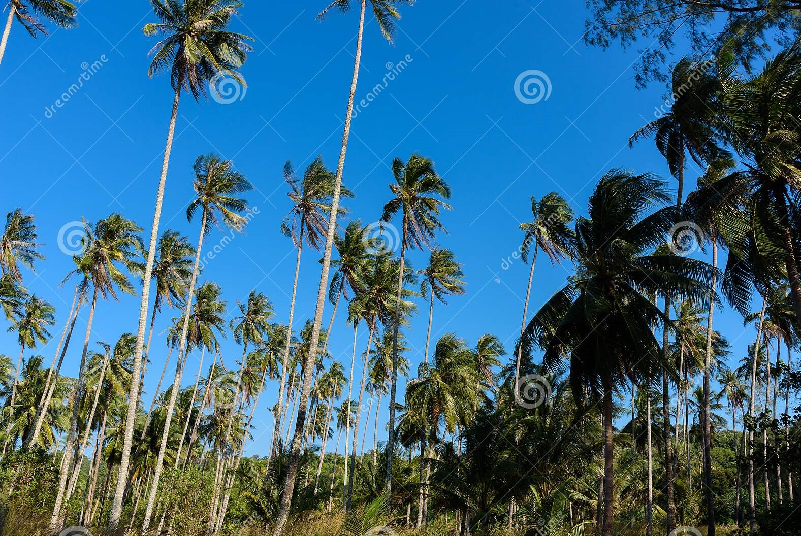 Land with house for sale at Thottam Malpe Udupi Property