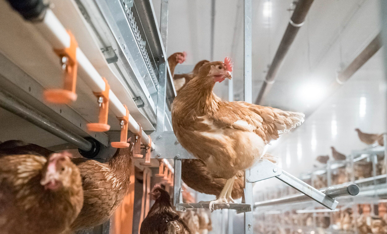 Hen Housing the choice is yours United Egg Producers