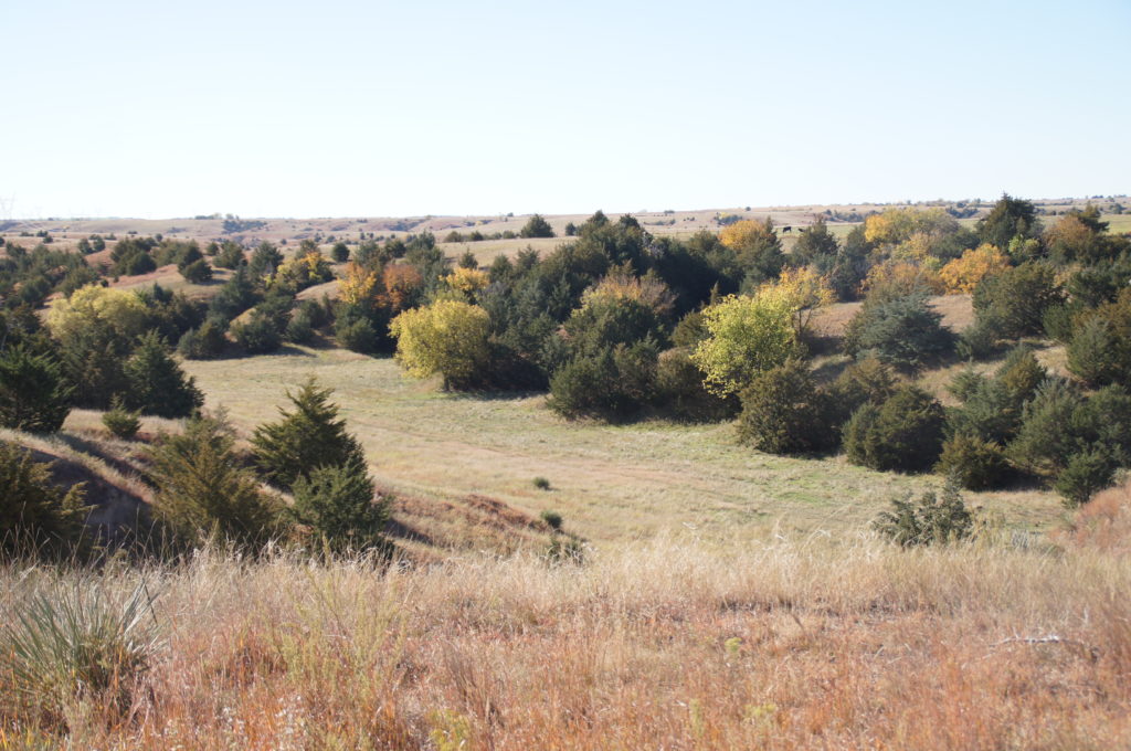 Converting Nebraska Cropland to Pasture? Things to Consider. UFARM