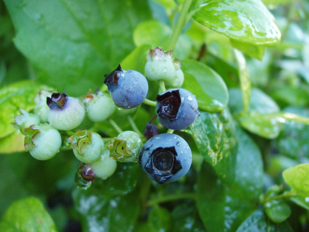 UF Releases New Blueberry Cultivars What's New in the Horticultural