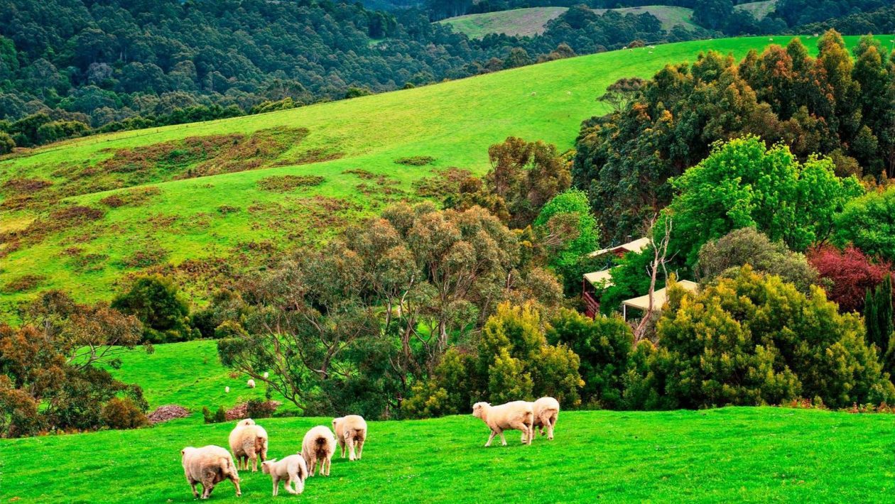 These Farms are the Point of Attraction in Australia for Visitors Ug