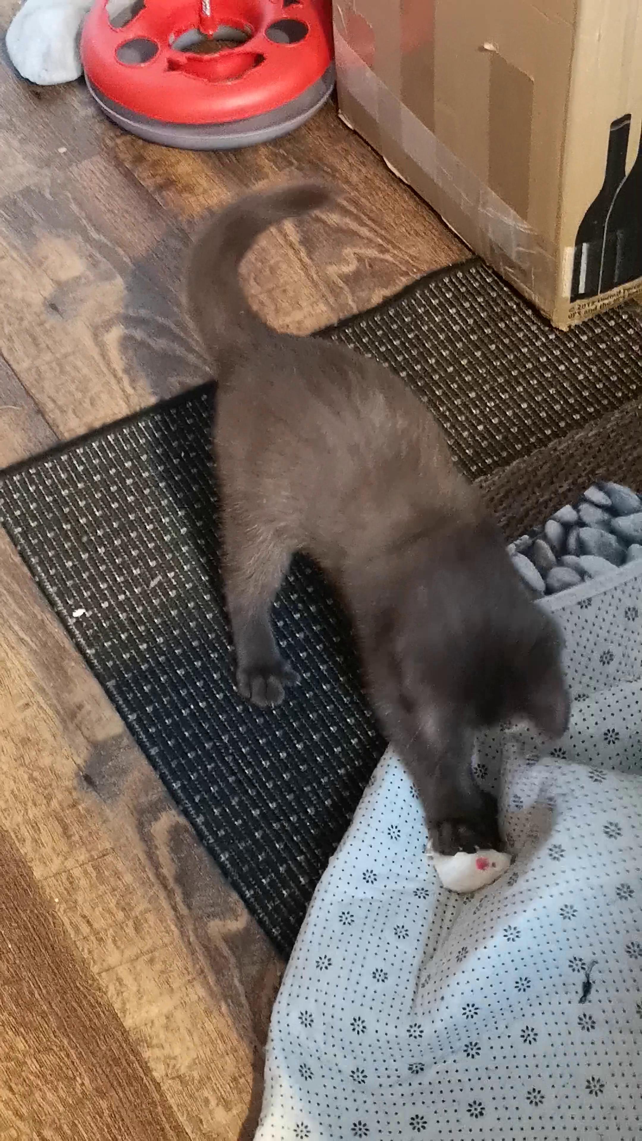 Maijiabao 12Pcs Pelz Maus quietschende Sound Mäuse Ratte