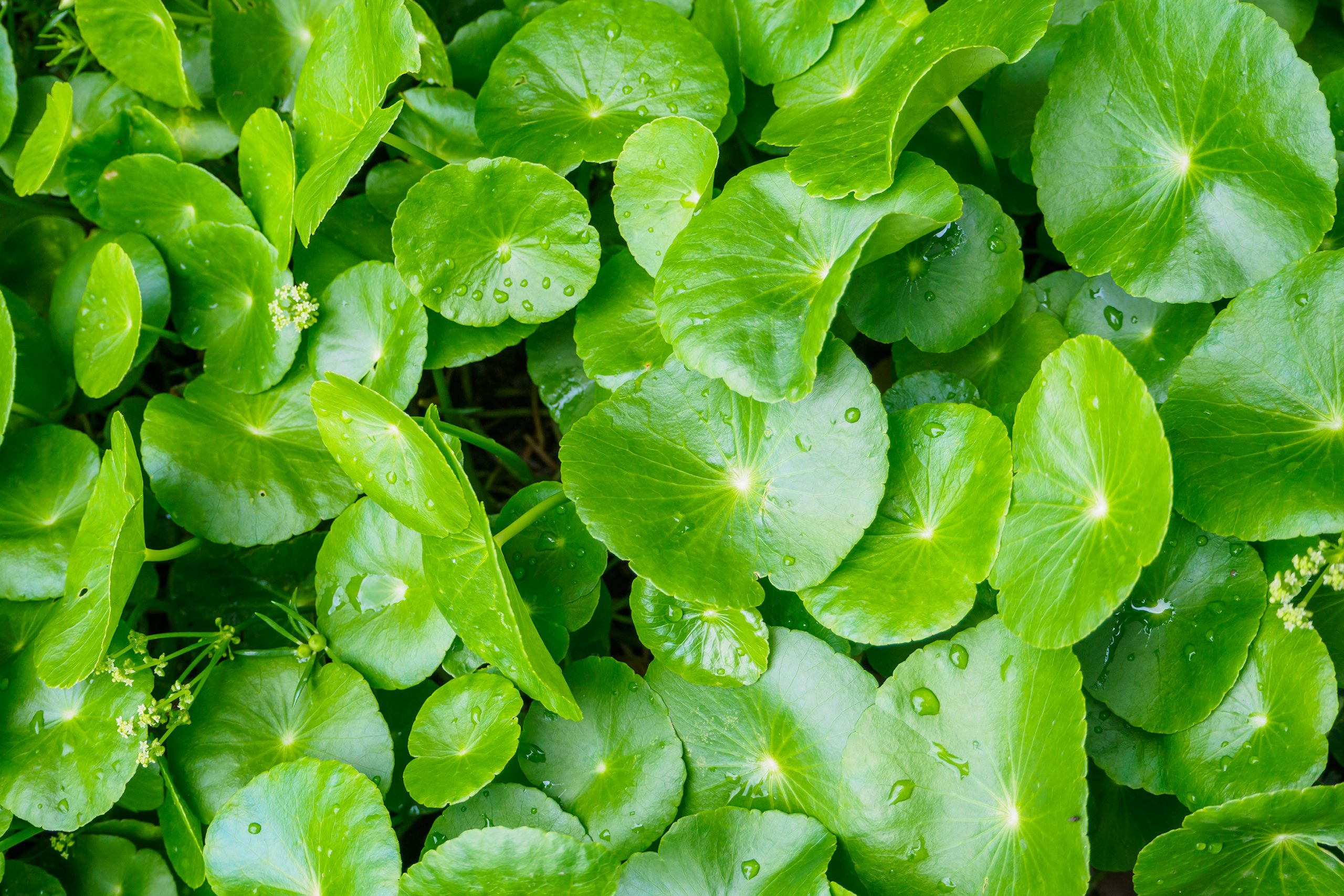 Gotu Kola For the Hair What Are the Benefits According to Science