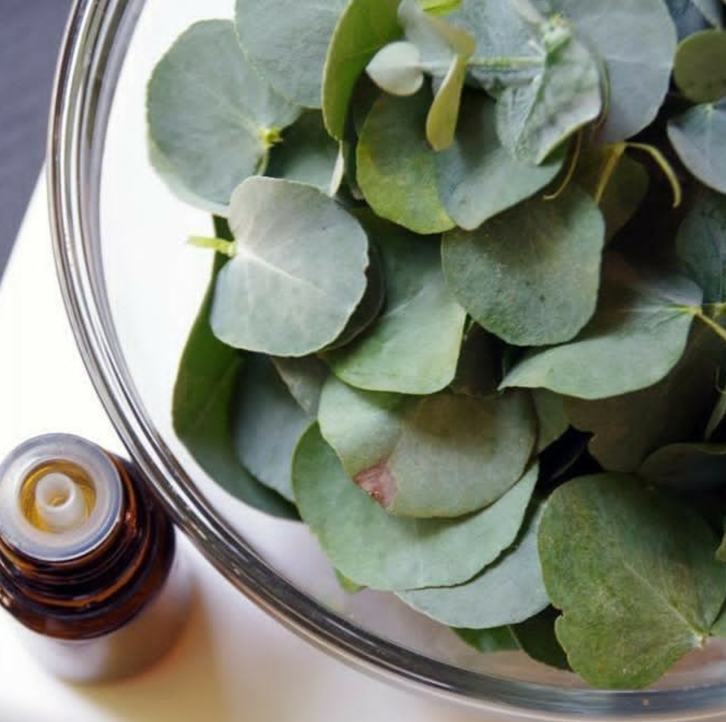Eucalyptus Essential Oil 100 Natural for Allergy Relief WELLNESS PRO