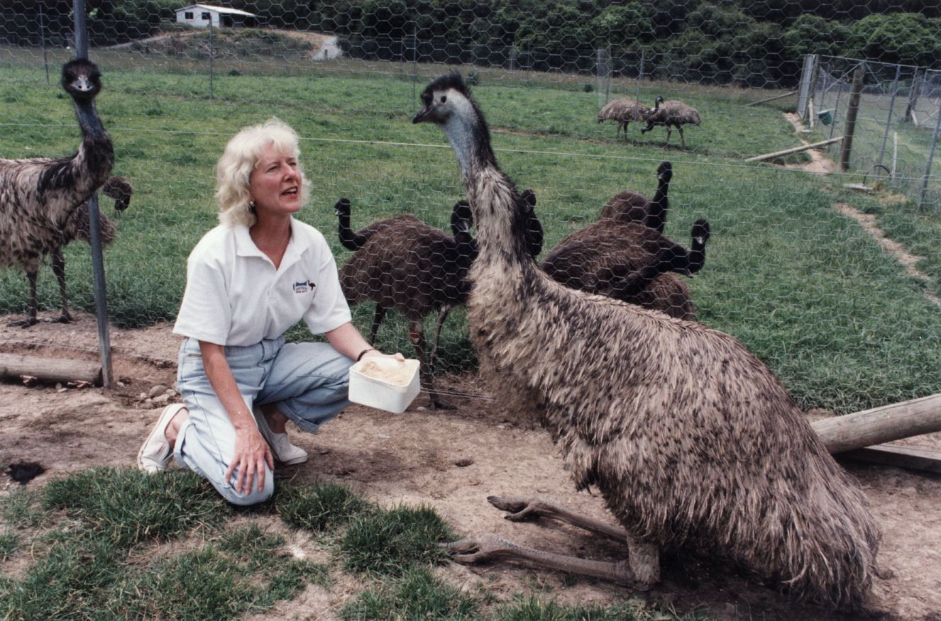 Bluebank Blueberry and Emu Farm, Akatarawa; NZ Small Farmers