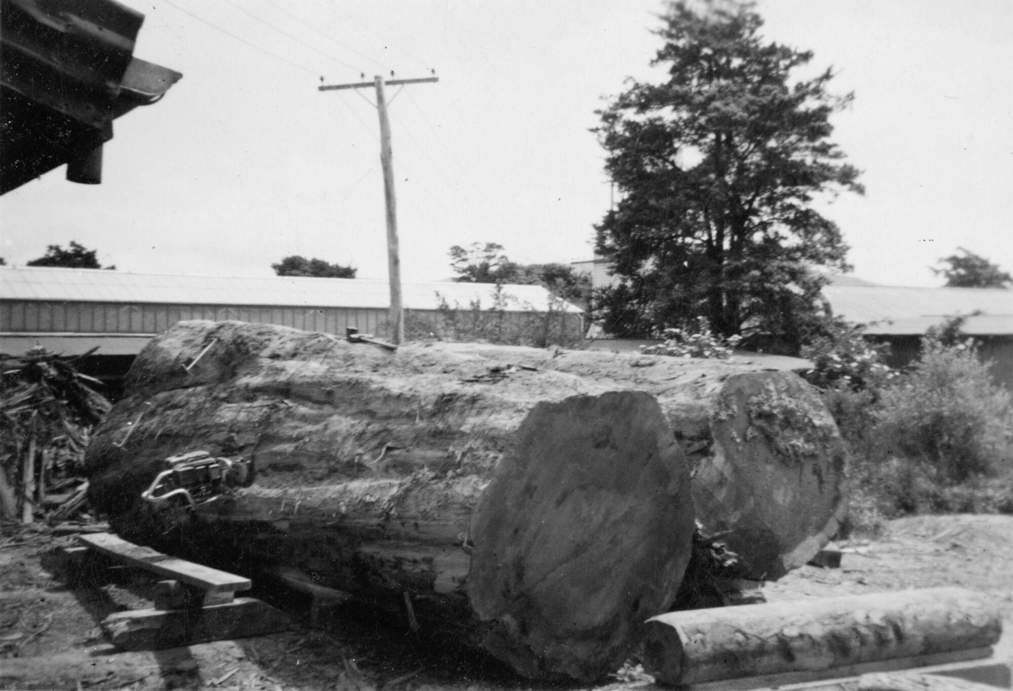 Timber industry; Campbells Sawmills Ltd, Goodshed Road; two logs from