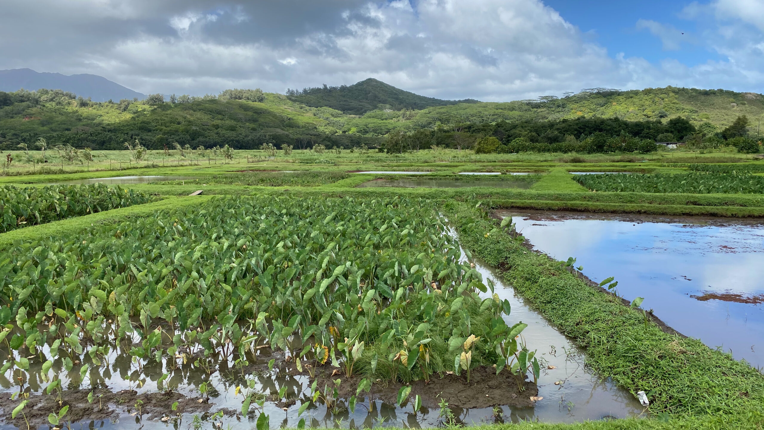 UHERO Environment Topics UHERO