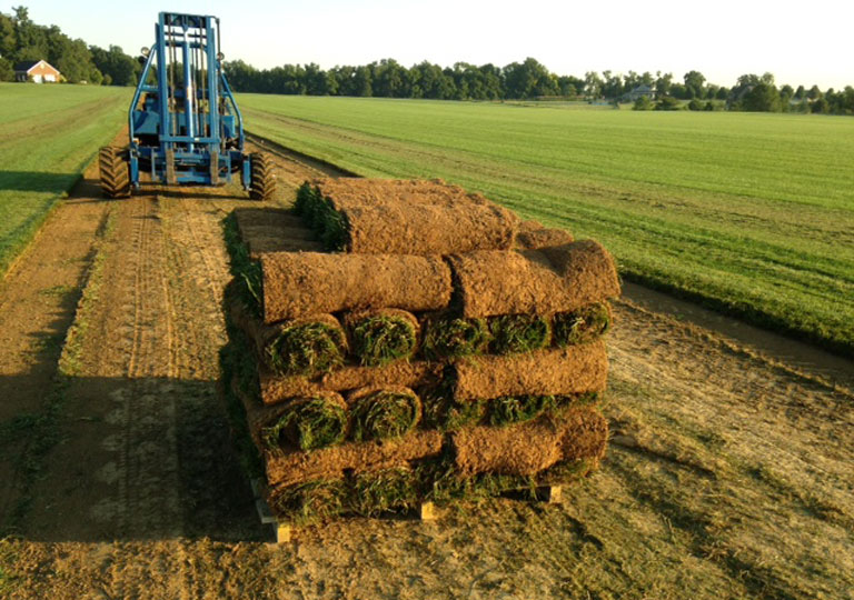 Uhl Turf Commercial Big Roll and Small Roll Fescue, HGT Healthy Grass