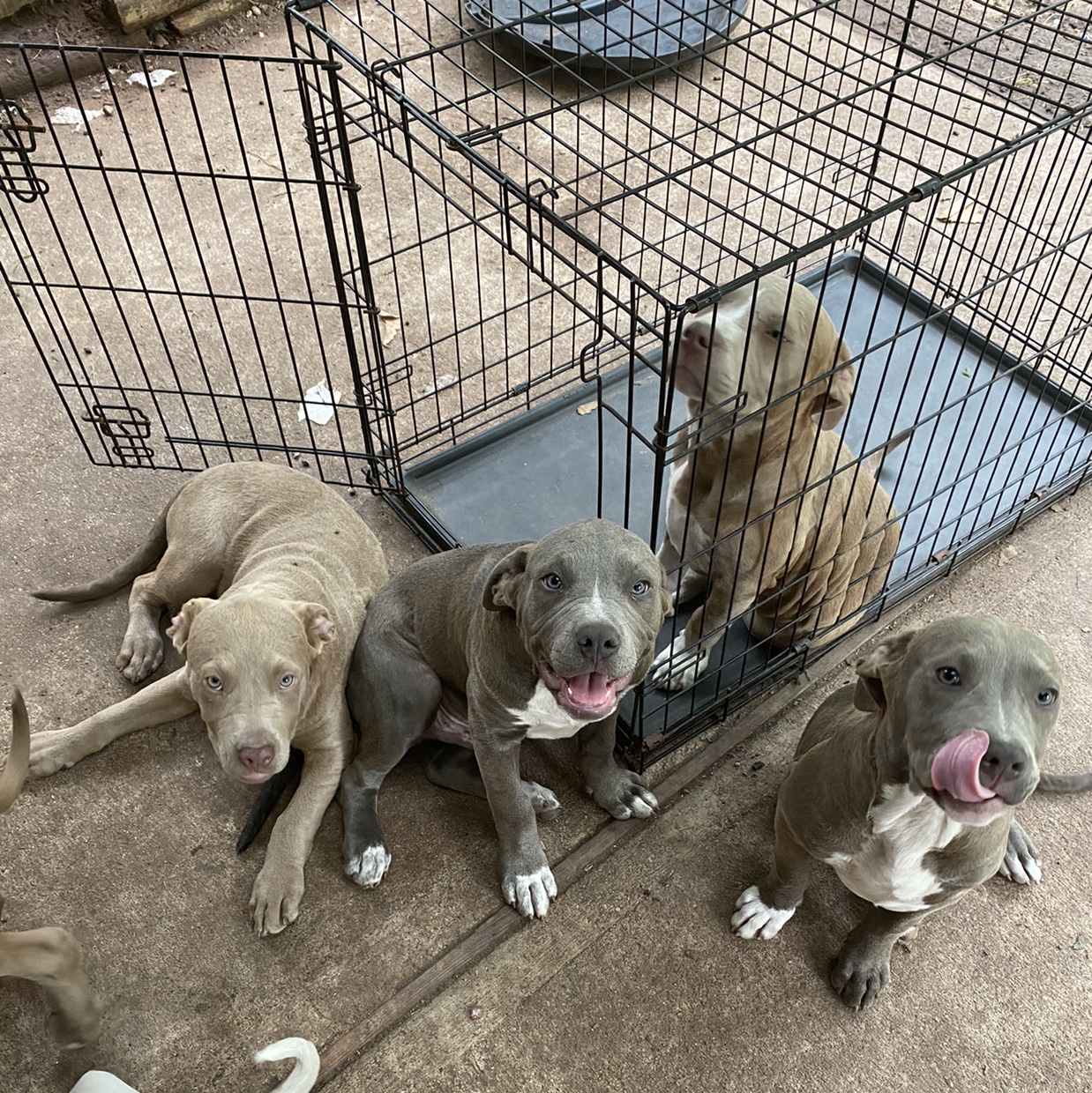 Pit bull puppies News Break Classifieds Pit bull puppies News Break Classifieds