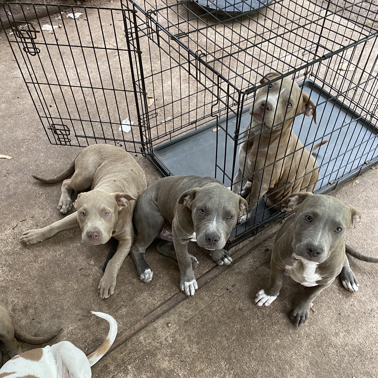 Pit bull puppies News Break Classifieds Pit bull puppies News Break Classifieds