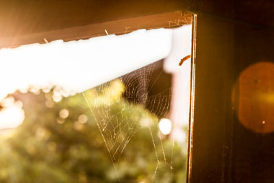 How to stop spiders coming into your home Asda Good Living