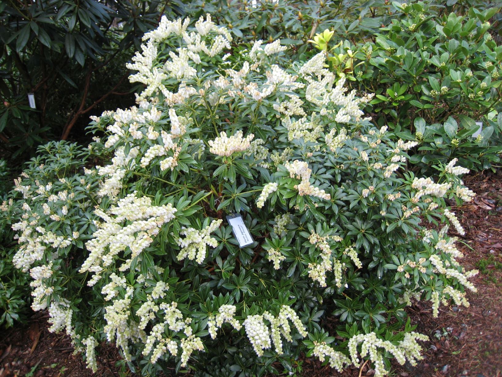 Pieris japonica 'Bisbee Dwarf' The Arboretum and Botanical Garden