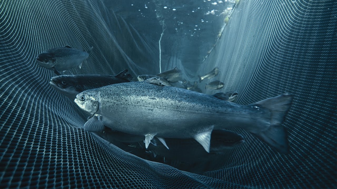 Штучне вирощування лосося