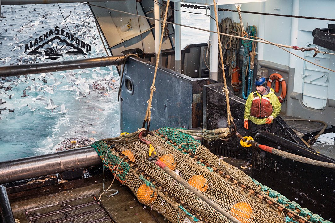 Alaska Pollock Harvesting and Processing